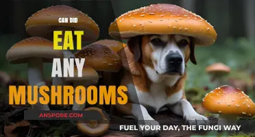 Can Dogs Safely Eat Mushrooms? A Complete Guide for Pet Owners