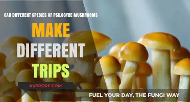 Exploring Psilocybe Varieties: Do Different Species Induce Unique Trips?