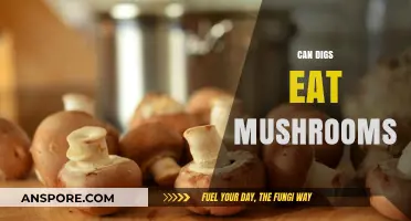 Can Dogs Safely Eat Mushrooms? A Pet Owner's Guide