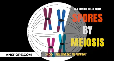 Do Diploid Cells Undergo Meiosis to Form Spores? Exploring the Process