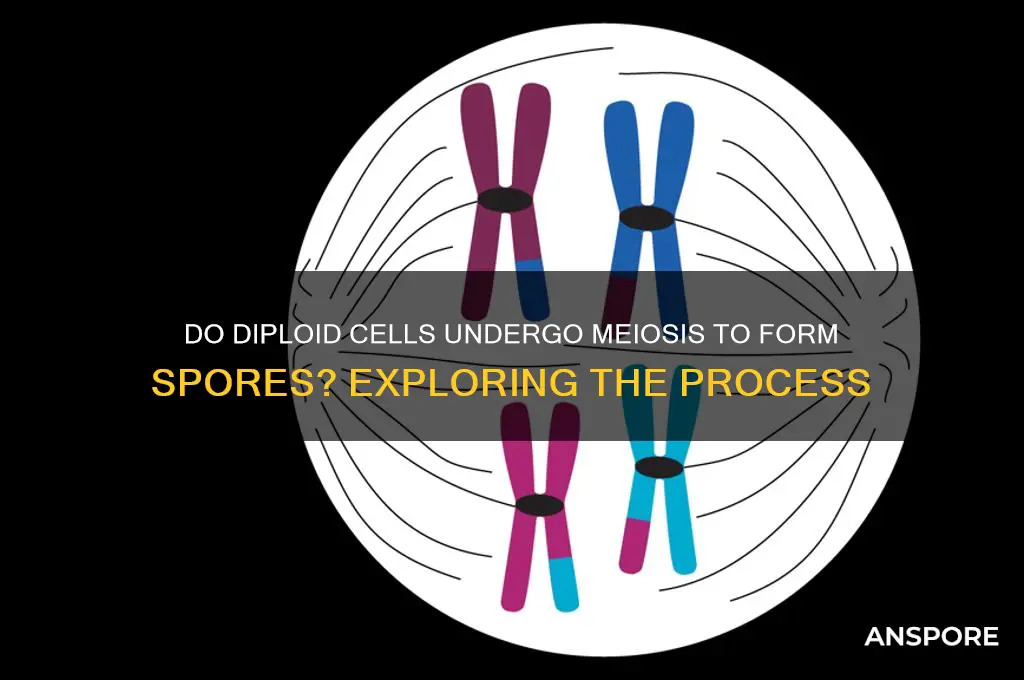 can diploid cells form spores by meiosis