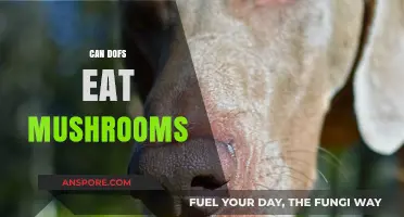 Can Dogs Safely Eat Mushrooms? A Complete Guide for Pet Owners