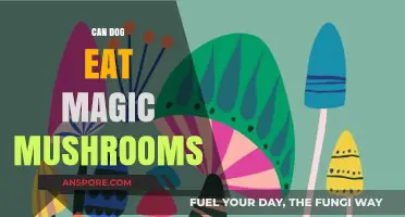 Can Dogs Safely Eat Magic Mushrooms? Risks and Dangers Explained
