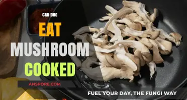 Can Dogs Eat Cooked Mushrooms? Safety Tips and Risks Explained