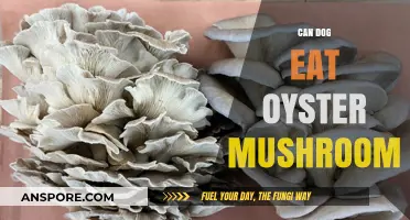 Can Dogs Safely Eat Oyster Mushrooms? A Pet Owner's Guide