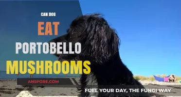 Can Dogs Safely Eat Portobello Mushrooms? A Complete Guide