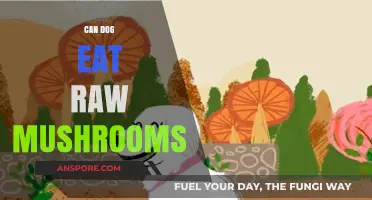 Can Dogs Eat Raw Mushrooms? Safety Tips and Risks Explained