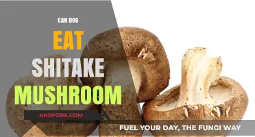 Can Dogs Safely Eat Shiitake Mushrooms? A Pet Owner's Guide