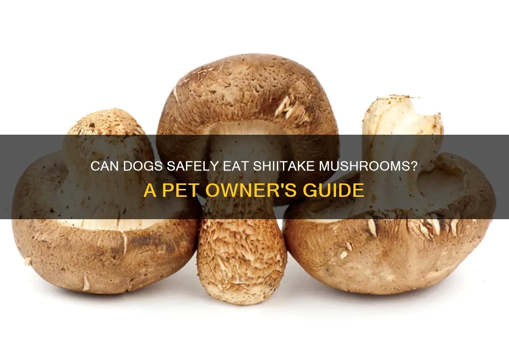 can dog eat shitake mushroom