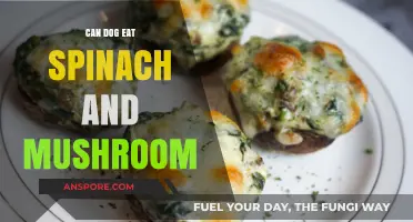 Can Dogs Safely Eat Spinach and Mushrooms? A Pet Nutrition Guide