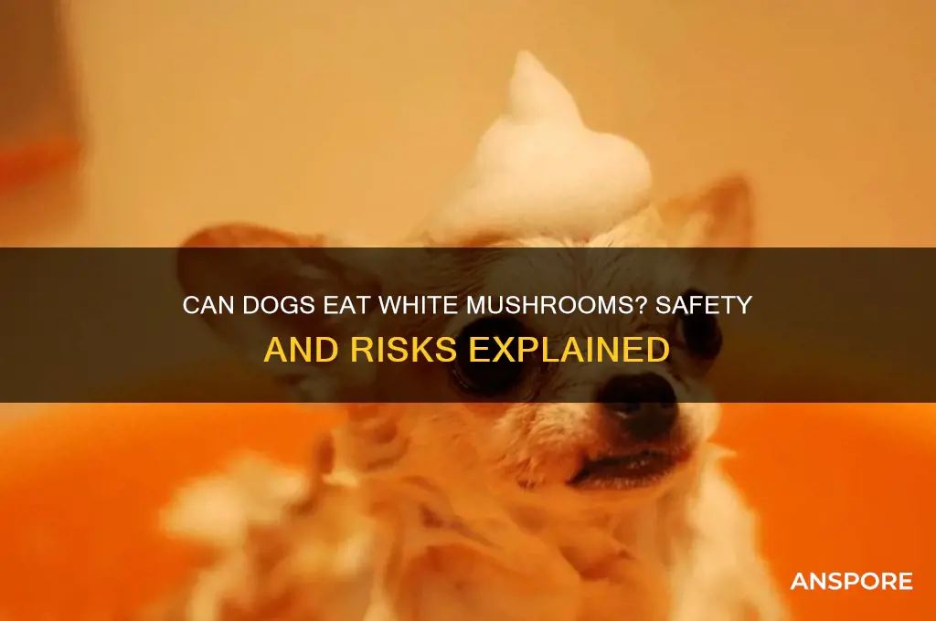 can dog eat white mushrooms