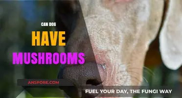 Can Dogs Eat Mushrooms? Safety Tips and Risks Explained