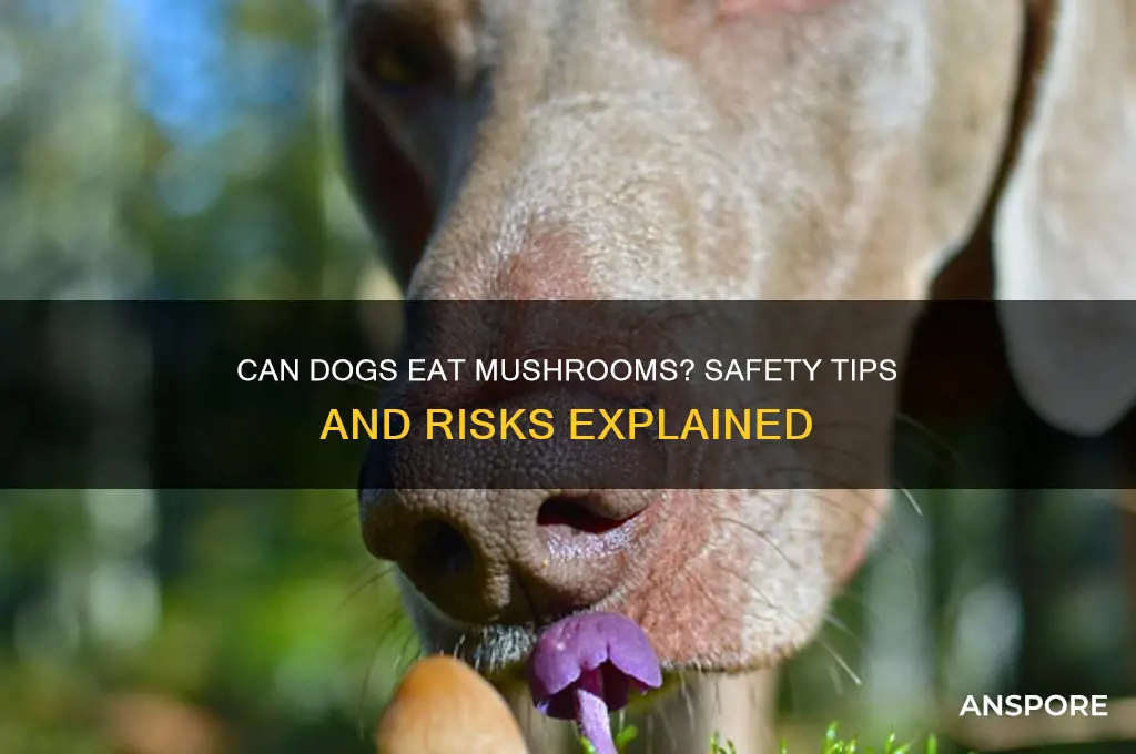 can dog have mushrooms