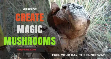 Can Dog Poop Really Spawn Psychedelic Mushrooms? Unveiling the Myth