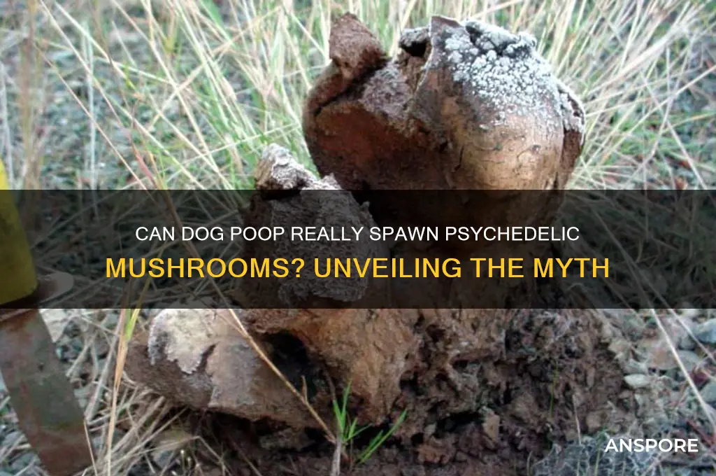 can dog poo create magic mushrooms