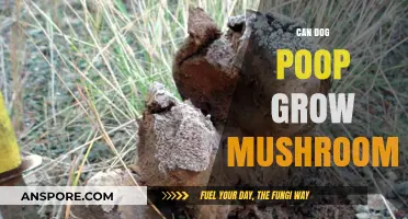 Can Dog Poop Grow Mushrooms? Unveiling the Surprising Truth