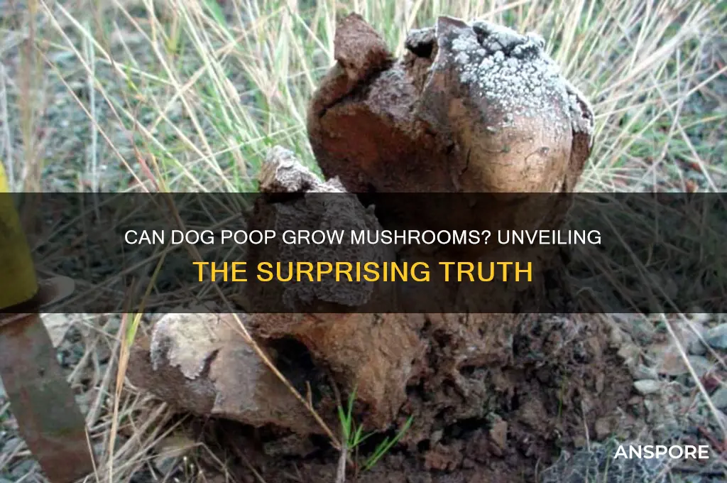 can dog poop grow mushrooms
