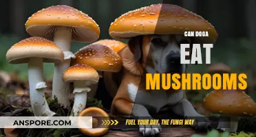 Can Dogs Eat Mushrooms? Safety Tips and Risks Explained