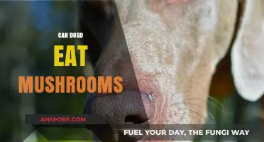 Can Dogs Eat Mushrooms? Safety Tips and Risks Explained