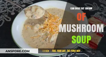 Can Dogs Safely Eat Cream of Mushroom Soup? Vet-Approved Advice