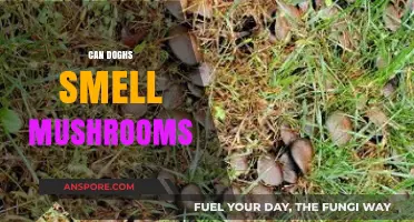 Can Dogs Smell Mushrooms? Uncovering Their Remarkable Olfactory Abilities
