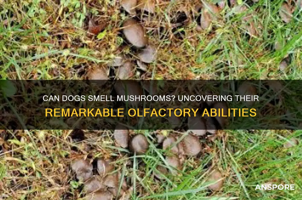 can doghs smell mushrooms