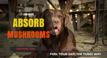 Can Dogs Safely Absorb Mushrooms? Risks and Precautions Explained