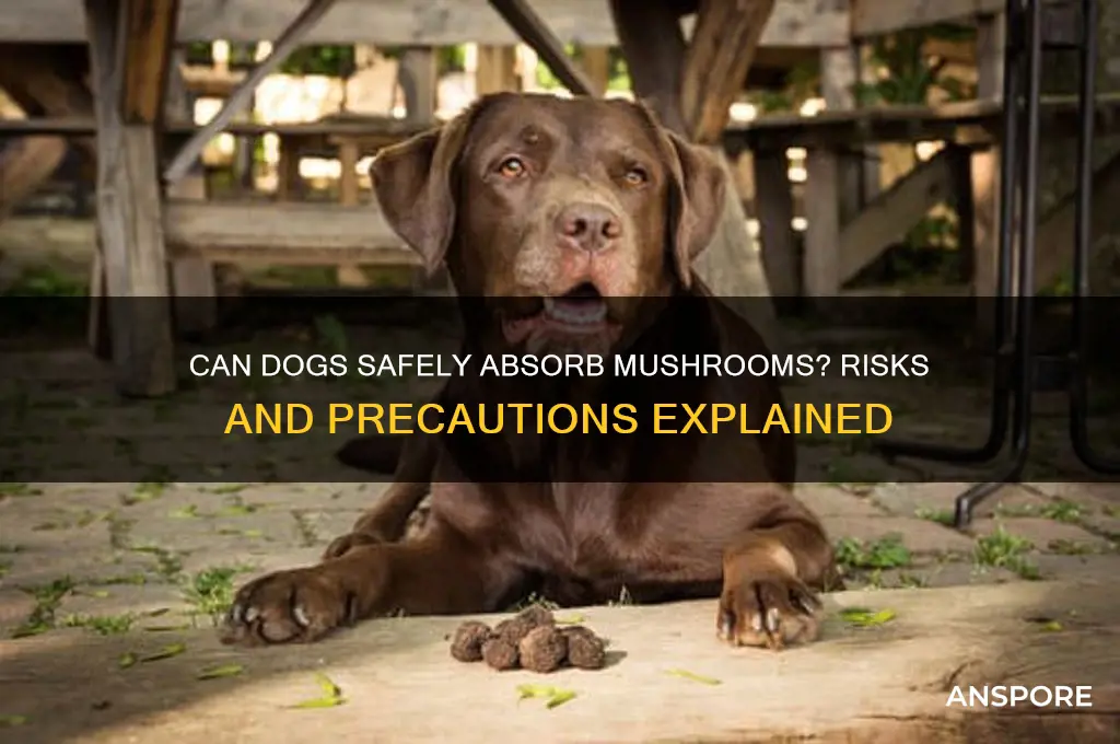 can dogs absorb mushrooms