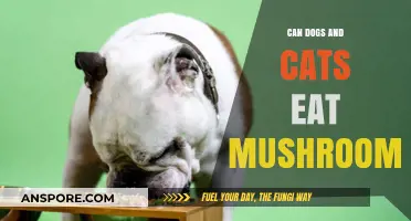 Can Dogs and Cats Safely Eat Mushrooms? A Pet Owner's Guide