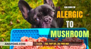 Can Dogs Be Allergic to Mushrooms? Uncovering the Truth