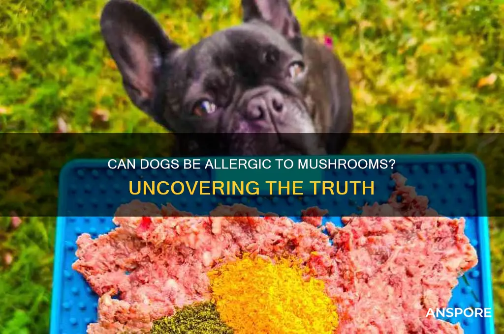 can dogs be alergic to mushrooms