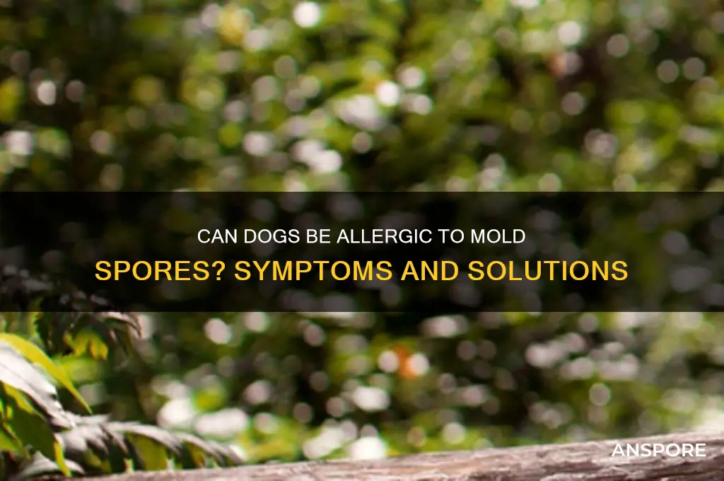 can dogs be allergic to mold spores