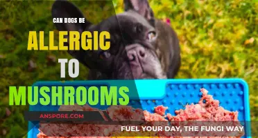 Can Dogs Be Allergic to Mushrooms? Understanding Canine Fungal Sensitivities