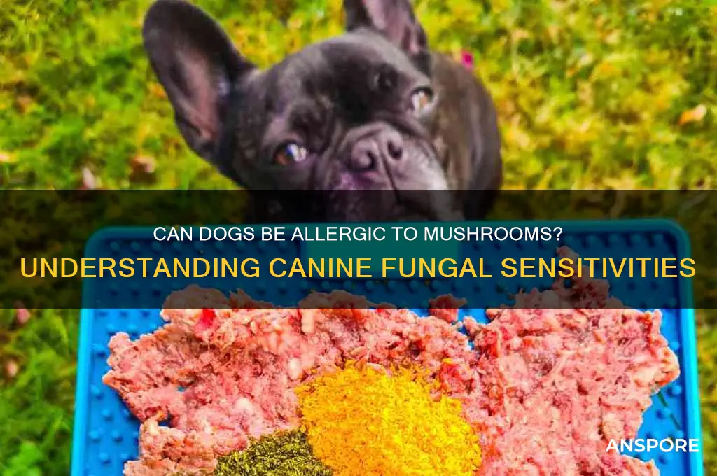 can dogs be allergic to mushrooms
