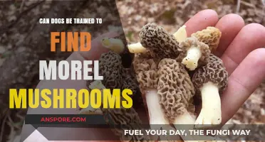 Training Dogs to Sniff Out Morel Mushrooms: A Foraging Adventure