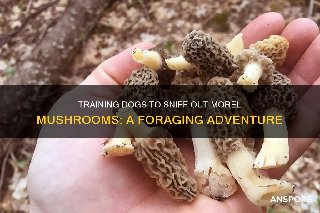 can dogs be trained to find morel mushrooms