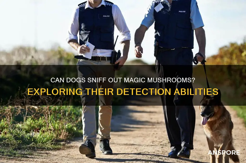 can dogs detect magic mushrooms
