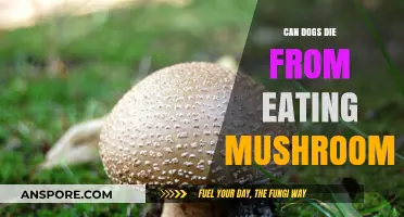 Can Dogs Die from Eating Mushrooms? Toxic Risks Explained
