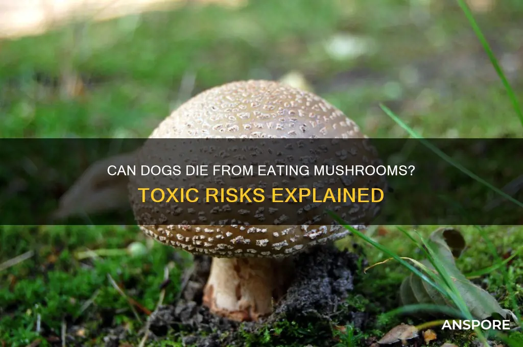 can dogs die from eating mushrooms