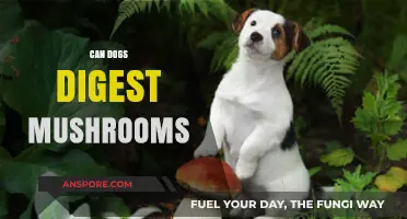 Can Dogs Safely Digest Mushrooms? Risks and Facts Revealed