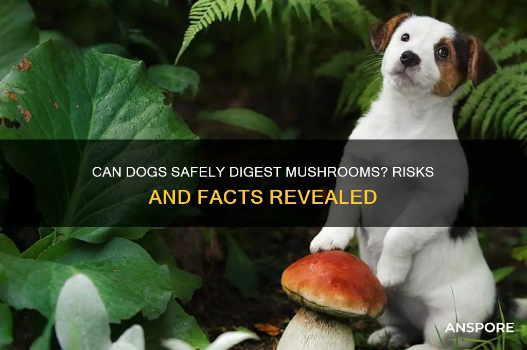 can dogs digest mushrooms