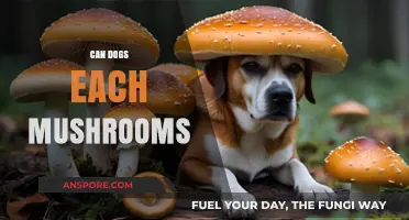 Can Dogs Eat Mushrooms? Safety Tips and Risks Explained