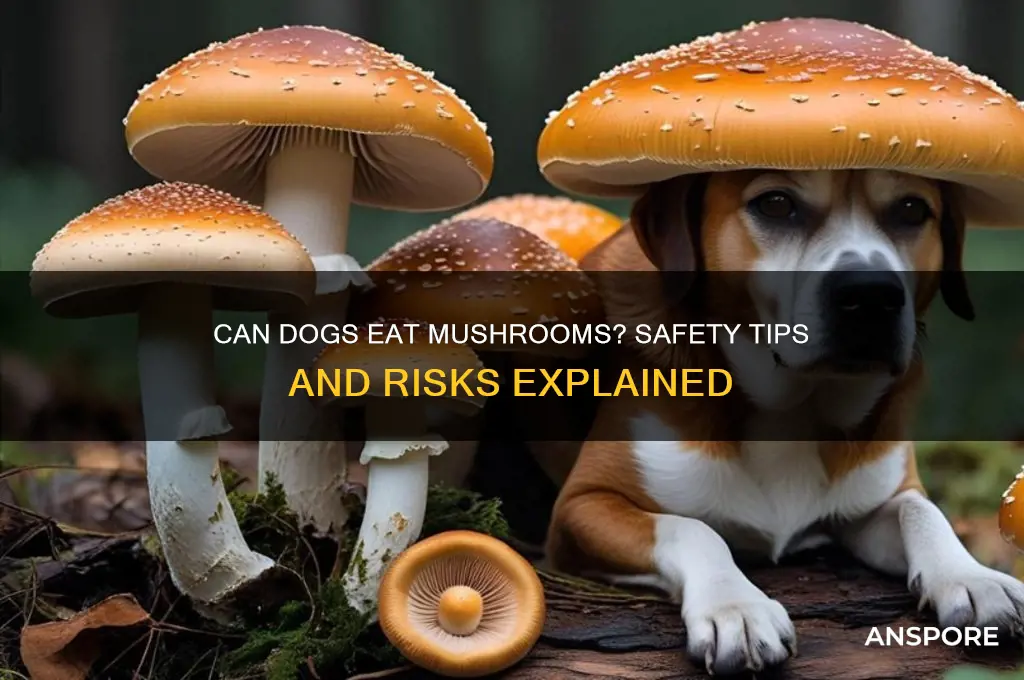 can dogs each mushrooms
