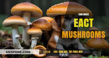 Can Dogs Eat Mushrooms? Risks, Safety, and What to Know