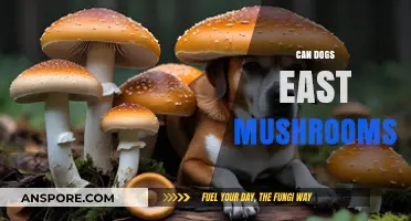 Can Dogs Eat Mushrooms? Safety Tips and Risks Explained