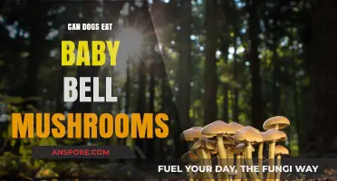 Can Dogs Safely Eat Baby Bell Mushrooms? A Complete Guide