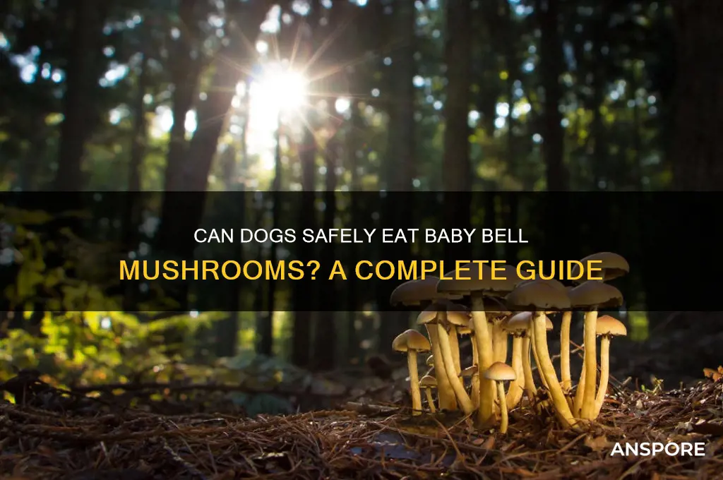 can dogs eat baby bell mushrooms