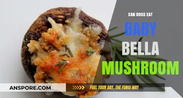 Can Dogs Safely Eat Baby Bella Mushrooms? A Pet Owner's Guide