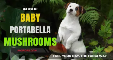 Can Dogs Safely Eat Baby Portabella Mushrooms? A Guide
