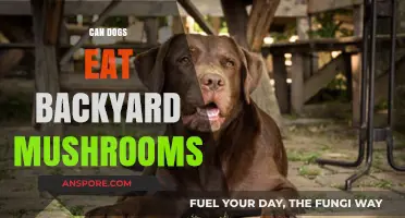 Can Dogs Eat Backyard Mushrooms? Safety Tips for Pet Owners
